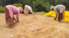 ஒருபுறம் தண்ணீரால் கண்ணீர்... மறுபுறம் சம்பாவிற்காக நாற்று நடும் பணி
