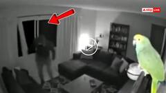 Video: क्या चोर बनेगा रे तू! खिड़की के रास्ते घुस रहा था, तोता ऐसा चिल्लाया, हो गया नौ दो ग्यारह, वीडियो वायरल