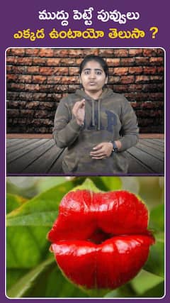 ముద్దు పెట్టే పువ్వులు.. ఎక్కడ ఉంటాయో తెలుసా..?