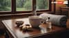 Health Hacks: Easy Home Remedies And Homeopathy Tips For Full Seasonal Wellness