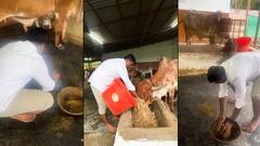 Annamalai: வெளியே வெறும் சத்தம் தான்... சாணி அள்ளும் அண்ணாமலை- வைரலாகும் வீடியோ