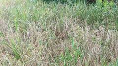 அறுவடைக்கு தயாராக இருந்த குறுவை நெல்லில் புகையான் தாக்குதல்... வேங்கராயன்குடிகாடு விவசாயிகள் வேதனை