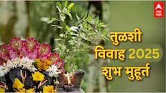 तुळशी विवाह म्हणजे काय? तुळशी विवाहानंतरच विवाहाचे शुभ मुहूर्त का? वाचा यामागची कथा आणि महत्त्व