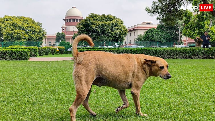 आवारा कुत्तों के मामले में क्या होगा सुप्रीम कोर्ट का अगला कदम? इस दिन होगी अहम सुनवाई आवारा कुत्तों के मामले में क्या होगा सुप्रीम कोर्ट का अगला कदम? इस दिन होगी अहम सुनवाई