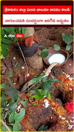 పుట్ట బయటకు వచ్చి పాలు తాగిన పాము