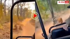 सफारी पर गए पर्यटकों की जीप पर टाइगर का हमला! जान लेने दौड़ा दरिंदा- वीडियो देख थम जाएंगी सांसें