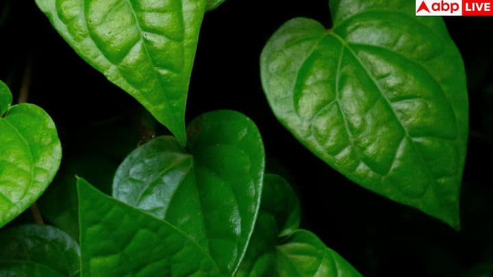 पान को कई तरीकों से डाइट में शामिल किया जा सकता है. आप इसे खाली पेट चबा सकते हैं, इससे चाय बनाई जा सकती है या फिर इसे अलग-अलग रेसिपीज में मिलाया जा सकता है.