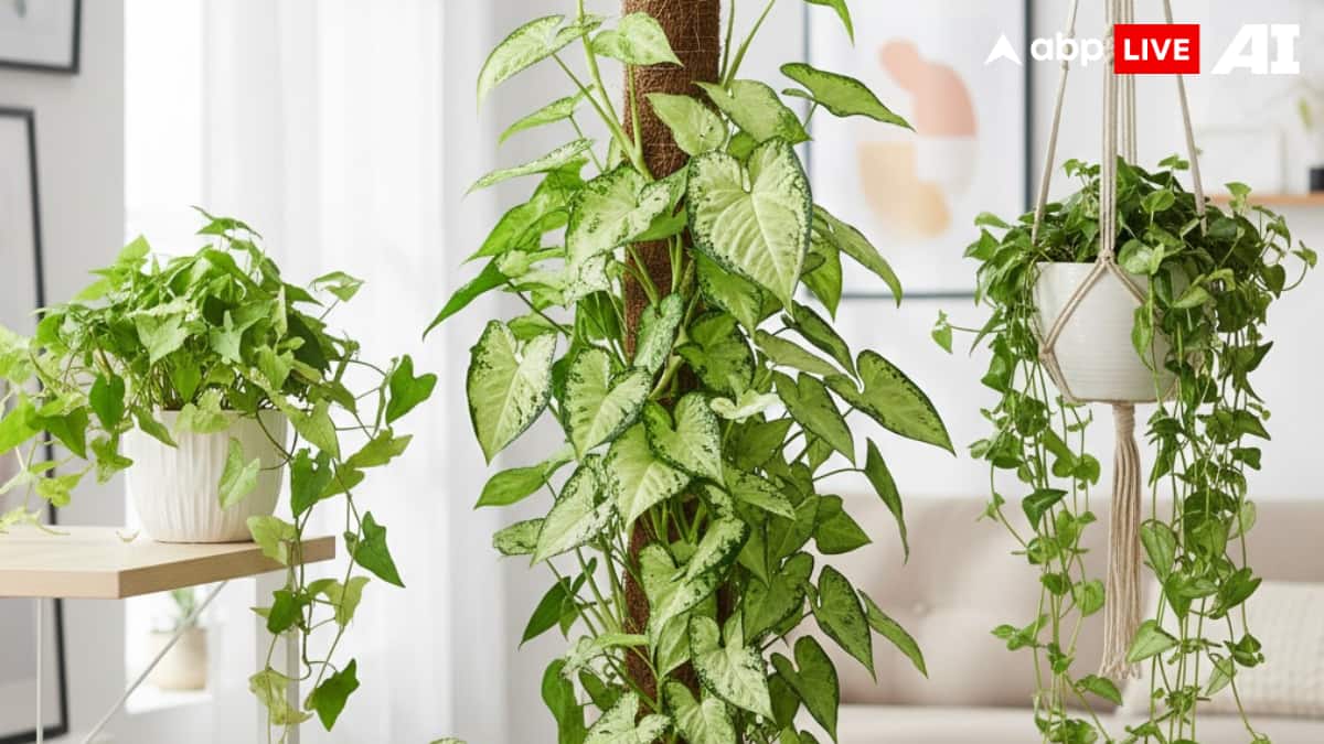 (Image Source: ABPLIVE AI)