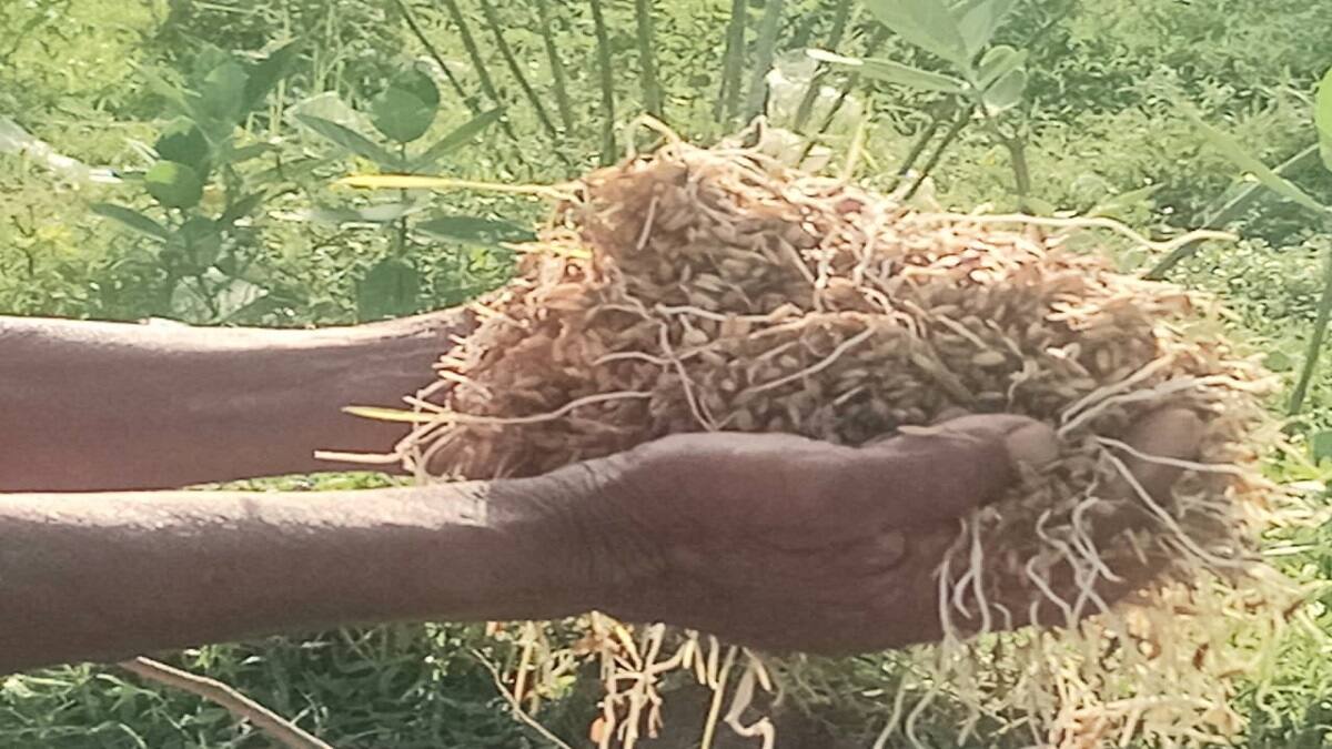 ஏக்கருக்கு ரூ.30 ஆயிரம் இழப்பீடு கொடுங்கள்... தமிழ்நாடு விவசாயிகள் சங்கம் வலியுறுத்தல்