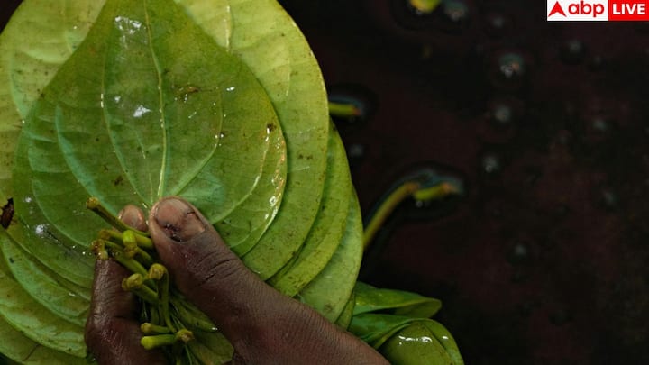 पान का पत्ता वजन कम करने में भी मदद कर सकता है. यह शरीर को डिटॉक्स करता है और पाचन क्रिया को बेहतर बनाता है. इसके अलावा, कब्ज और दर्द जैसी समस्याओं में भी पान चबाना फायदेमंद माना जाता है.