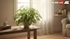 8 Amazing Benefits Of Keeping A Syngonium Plant At Home