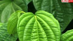 Betel leaves health benefits: इन चार लोगों के वरदान से कम नहीं यह हरी पत्ती, आज ही अपनी डाइट में कर लें शामिल