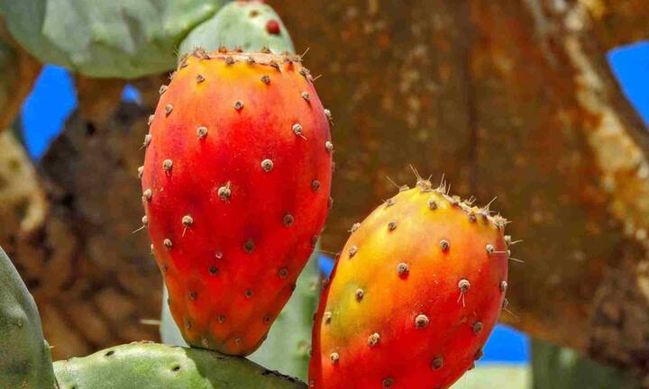 प्रिक्ली पीयर कैक्टस पौधे की चौड़ी, चपटी पत्तियां इसे क्लासिक और डेजर्ट लुक देती है. यह तेज धूप में भी आसानी से पनपता है और कम पानी में भी जीवित रहता है.इस पौधे की छोटे आकार वाली प्रजातियों गमले में आसानी से बढ़ती है, जो आपकी बालकनी को रस्टिक टच दे सकती है.