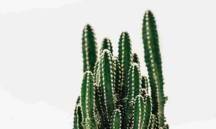 फेयरी कैसल कैक्टस की ऊंची टावर जैसी डंडिया छोटे किलों जैसी दिखती है. यह सीधा बढ़ता है और बालकनी के कौनो या ऊंचे गमलों में बहुत अच्छा लुक देता है. इसे भी तेज रोशनी और गर्म एनवायरमेंट पसंद होता है. ऐसे में यह भी आपकी बालकनी के लिए एक अच्छा ऑप्शन बन सकता है.