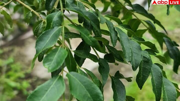 Curry leaves are not only used to enhance the taste of food, but are also being used in Ayurveda and home remedies for centuries. The nutrients present in it like Vitamin A, B, C, Calcium, Iron and antioxidants make it a superfood. Not only this, anti-inflammatory, anti-bacterial and anti-diabetic properties are also found in it, which make the body strong from within.