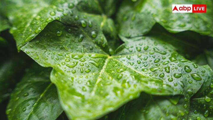 आर्टिफिशियल रेन या क्लाउड सीडिंग एक मौसम परिवर्तन तकनीक है, जिसमें विमान या फिर ड्रोन के जरिए बादलों में खास रसायनों को छिड़का जाता है ताकि बारिश हो पाए. इसका उद्देश्य प्रदूषण, सूखे या खराब वायु गुणवत्ता वाली जगह पर बारिश को बढ़ाना है.