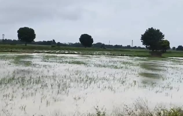 Gujarat Rain Forecast: ગુજરાતમાં હજુ કેટલાક દિવસ વરસશે વરસાદ, ક્યાં જિલ્લામાં એલર્ટ જાહેર According to the weather department's forecast, this district in Gujarat will receive heavy rain for the next seven days Gujarat Rain Forecast: ગુજરાતમાં હજુ કેટલાક દિવસ વરસશે વરસાદ, ક્યાં જિલ્લામાં એલર્ટ જાહેર