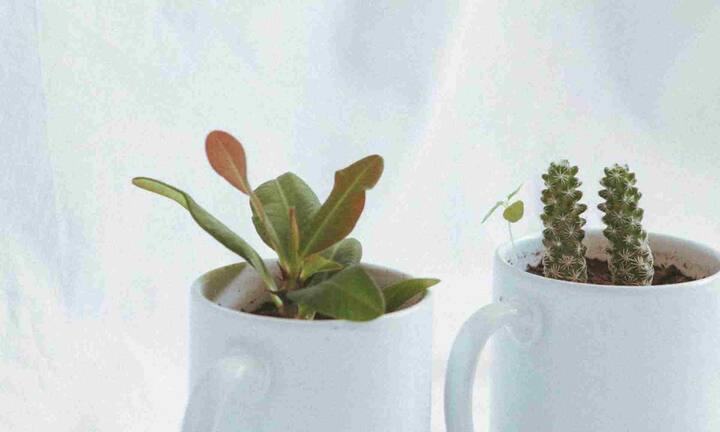 लेडी फिंगर कैक्टस की पतली उंगली जैसी डंडिया सुनहरे कांटों से ढकी होती है. यह एक छोटा और आसान देखभाल वाला पौधा माना जाता है. जिसे सुबह की धूप और हल्की मिट्टी चाहिए होती है.ऐसे में अगर आप पहली बार पौधे लगा रहे हैं, तो यह आपके बालकनी के लिए एक परफेक्ट पौधा होगा.