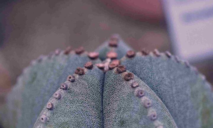 बिशप्स कैप कैक्टस एक तारा जैसी डिजाइन वाला कैक्टस होता है, जो बिना नुकीले कांटों के आता है. जिससे इसे संभालना आसान माना जाता है.यह कैक्टस तेज रोशनी में बेहतर तरीके से ग्रो करता है और रेतीली सूखी मिट्टी में भी आसानी से खिल जाता है.ऐसे में यह आपकी बालकनी के लिए एक अच्छा पौधा हो सकता है.