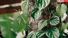 Betel leaves health benefits: इन चार लोगों के वरदान से कम नहीं यह हरी पत्ती, आज ही अपनी डाइट में कर लें शामिल