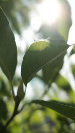 सूर्यप्रकाश पृथ्वीवर किती वेळात पोहोचतो?