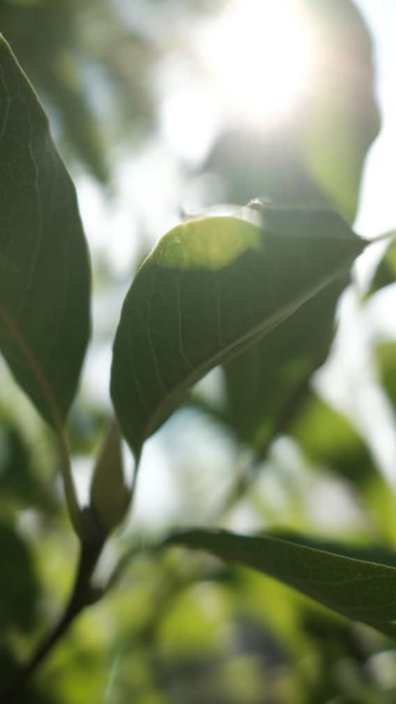 సూర్యకాంతి భూమిని చేరడానికి కాంతి ఎంత వేగంతో ప్రయాణిస్తుంది