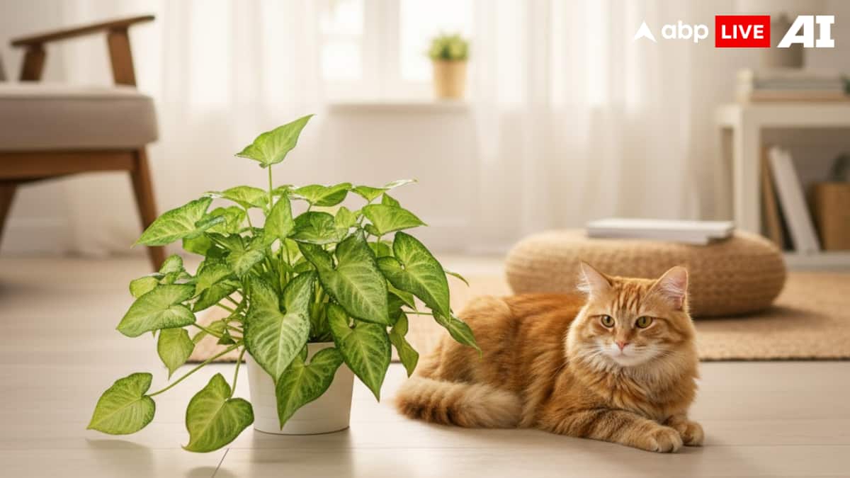 (Image Source: ABPLIVE AI)