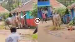 Video: विधायक रहे नेताजी को सांड ने उठाकर पटका, घर के दरवाजे से खींच लाया, वीडियो वायरल