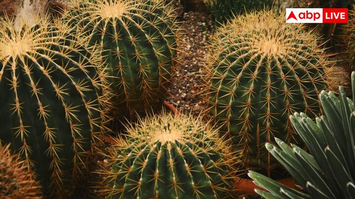 मून कैक्टस अपने चमकीले लाल, गुलाबी या पीले रंग के ऊपरी हिस्सों के लिए की वजह से बहुत फेमस है. यह पौधा छोटा और बालकनी के लिए परफेक्ट माना जाता है. इसे तेज रोशनी पसंद होती है.