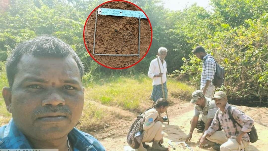 Tiger Strays Into Adilabad Border Village Kills four Cattle Tiger In Adilabad: ఆదిలాబాద్ జిల్లా ప్రజలను హడలెత్తిస్తున్న పులులు.. గ్రామాల్లో డప్పు చాటింపు