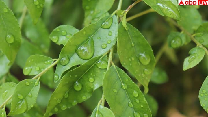 image 7 करी पत्तों की सबसे खास बात कि इसका शरीर से विषैले तत्वों को बाहर निकालना. ये लीवर और ब्लड को शुद्ध करने का काम करते हैं, जिससे शरीर हल्का और ऊर्जावान महसूस करता है.