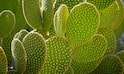 Best Indoor Cactus Plants : తక్కువ బాల్కనీ స్థలంలో ఉందని ఫీల్ కాకండి, ఈ మొక్కలను పెంచుకోండి!
