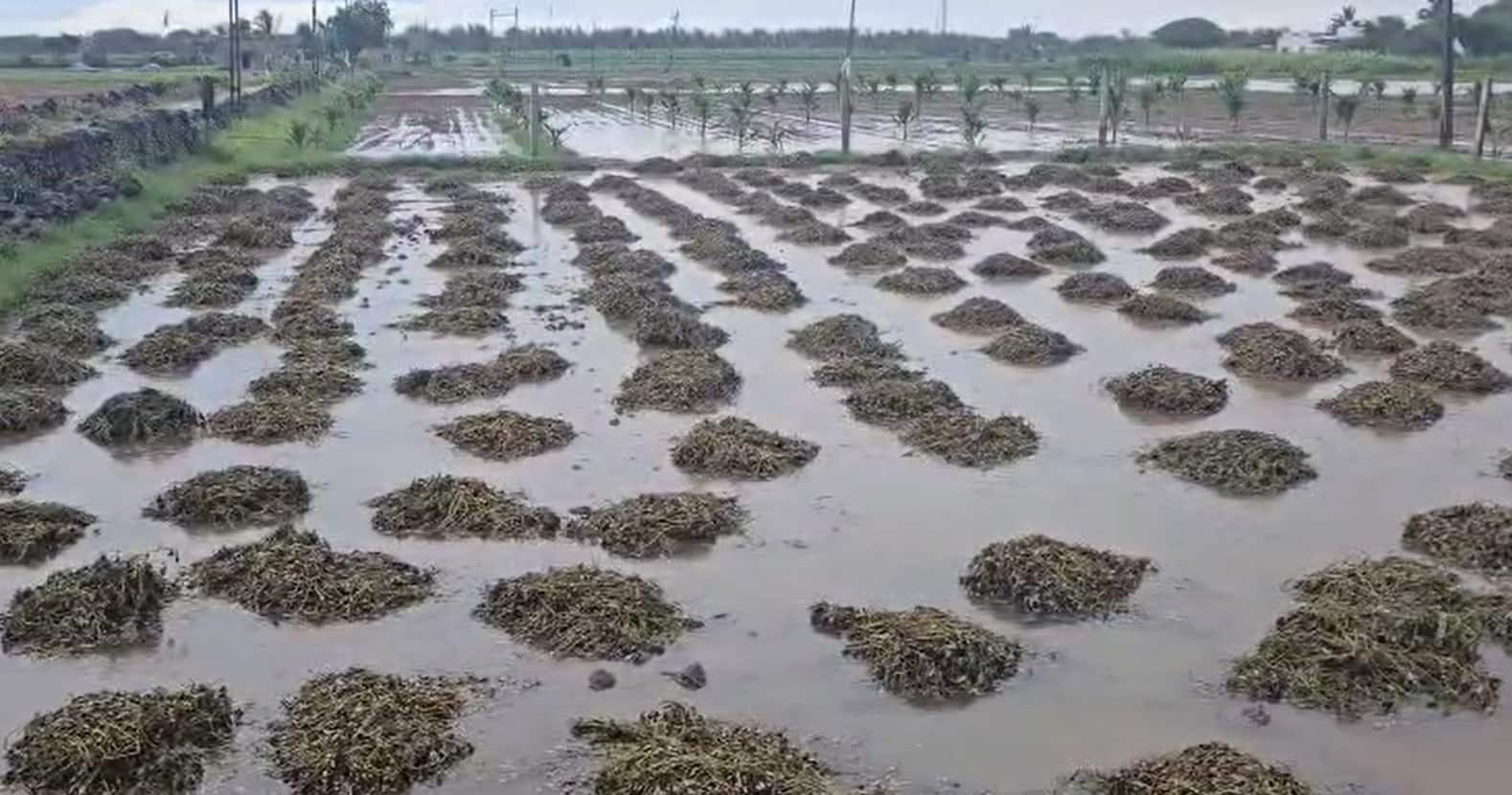 કમોસમી વરસાદથી અસરગ્રસ્ત વિસ્તારો ગીર સોમનાથ અને જુનાગઢની મુખ્યમંત્રી લેશે મુલાકાત 