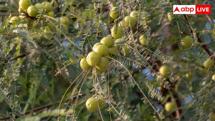 एक छोटा सा आंवला कर सकता है बड़ा कमाल, एक्सपर्ट्स ने बताई इस सुपरफूड की ताकत एक छोटा सा आंवला कर सकता है बड़ा कमाल, एक्सपर्ट्स ने बताई इस सुपरफूड की ताकत