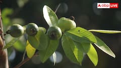 अमरूद करेगा शुगर लेवल को कंट्रोल, पिंक या वाइट जानें कौन सा है बेहतर