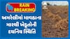 Amreli Farmer: અમરેલીમાં માવઠાના મારથી ખેડૂતોની દયનિય સ્થિતિ