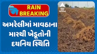 Amreli Farmer: અમરેલીમાં માવઠાના મારથી ખેડૂતોની દયનિય સ્થિતિ