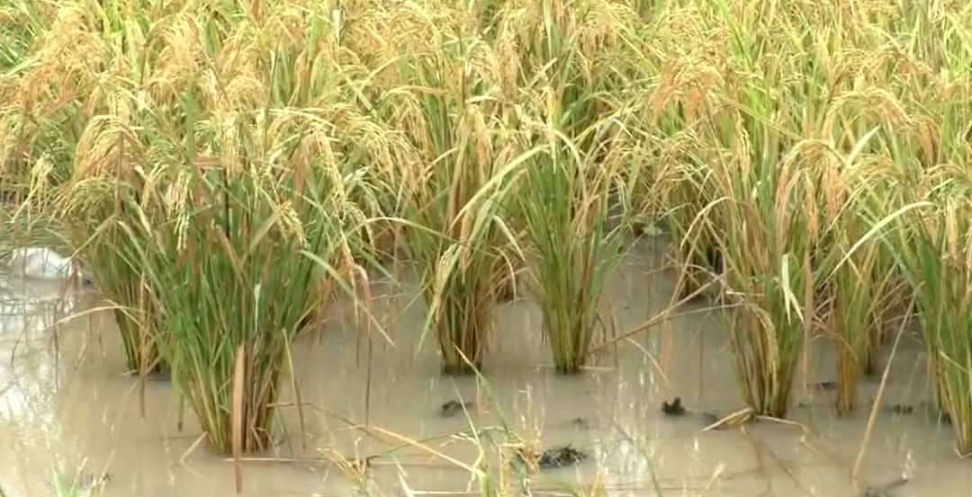 Farmers devastated by heavy rain in Navsari And Valsad and demand for compensation as paddy and cotton crops are soaked Rain: માવઠાથી ખેડૂતો બરબાદ, નવસારી-વલસાડમાં ડાંગર અને કપાસનો પાક પલળતા વળતરની માંગ