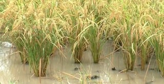 Rain forecast: ખેડૂતો માટે હજુ કોઈ રાહતના સમાચાર નહીં, 10 જિલ્લામાં યલો એલર્ટ જાહેર