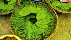 Betel leaves health benefits: इन चार लोगों के वरदान से कम नहीं यह हरी पत्ती, आज ही अपनी डाइट में कर लें शामिल