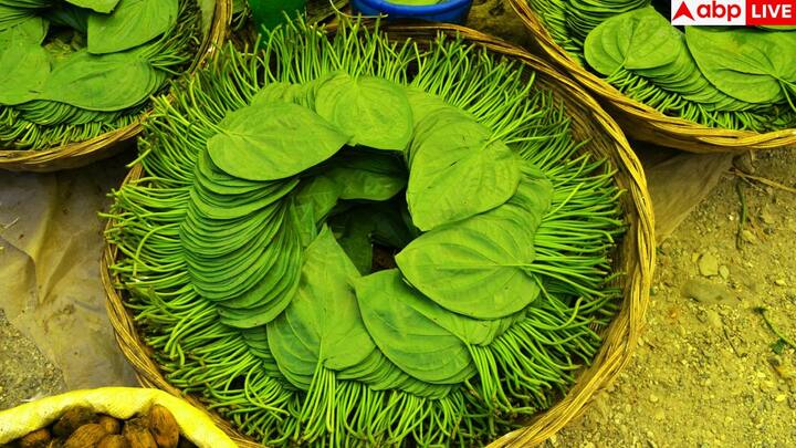 Betel leaves: पान के पत्तों का हजारों साल का इतिहास है. पुराने समय से ही ये हमारे धार्मिक कामों में यूज होते आ रहे हैं. चलिए आपको बताते हैं कि किन लोगों के लिए यह वरदान से कम नहीं है.