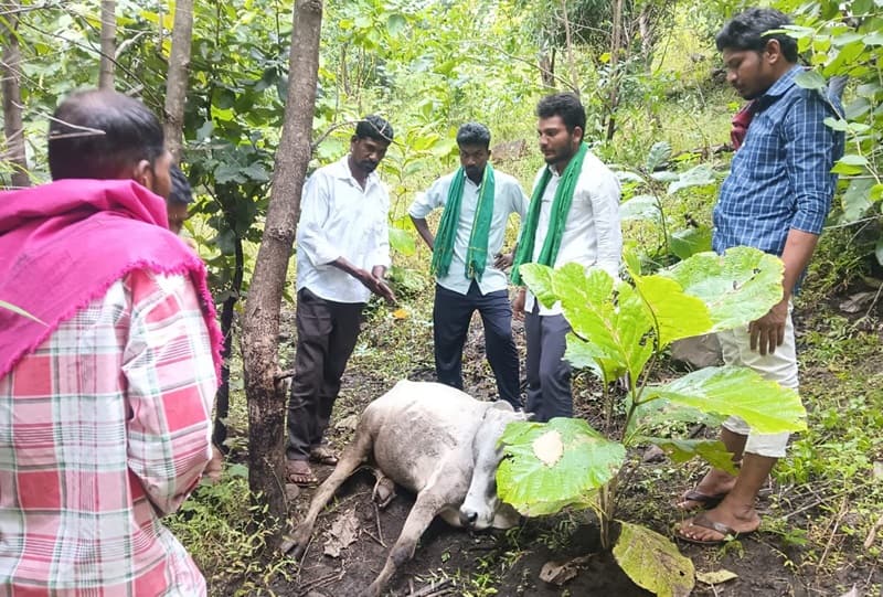 Tiger In Adilabad: ఆదిలాబాద్ జిల్లా ప్రజలను హడలెత్తిస్తున్న పులులు.. గ్రామాల్లో డప్పు చాటింపు