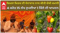 ਸ਼ਿਮਲਾ ਮਿਰਚ ਦੀ ਪੈਦਾਵਾਰ ਨਾਲ ਕੀਤੀ ਚੌਖੀ ਕਮਾਈ, 4 ਕਰੋੜ 15 ਲੱਖ ਰੁਪਈਆ 1 ਕਿੱਲੇ ਦੀ ਆਮਦਨ,