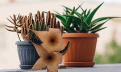 कम जगह और कम देखभाल में खिल उठेगी आपकी बालकनी, घर में लगाएं ये 7 कैक्टस