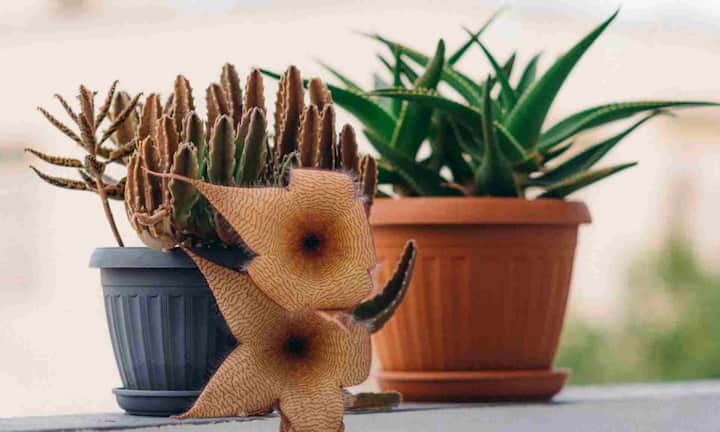 स्टार कैक्टस को सैंड डॉलर कैक्टस भी कहा जाता है. गोलाकार और सफेद धब्बों वाला यह छोटा पौधा गमलों के लिए परफेक्ट माना जाता है. इसे तेज रोशनी और सुखी मिट्टी पसंद होती है.ऐसे में यह पौधा आपकी बालकनी को एकदम खूबसूरत और अलग लुक देगा.