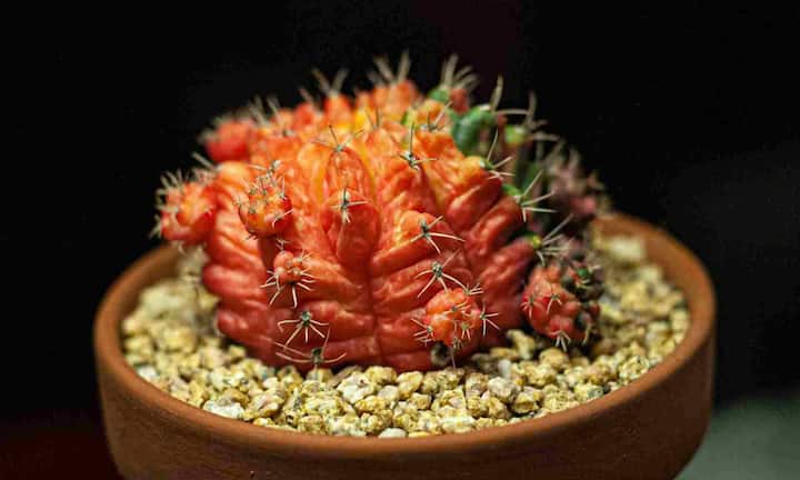 मून कैक्टस अपने चमकीले लाल, गुलाबी या पीले रंग के ऊपरी हिस्सों के लिए की वजह से बहुत फेमस है. यह पौधा छोटा और बालकनी के लिए परफेक्ट माना जाता है. इसे तेज रोशनी पसंद होती है और पानी तभी इसमें दिया जाता है, जब इसकी मिट्टी सुख जाए.