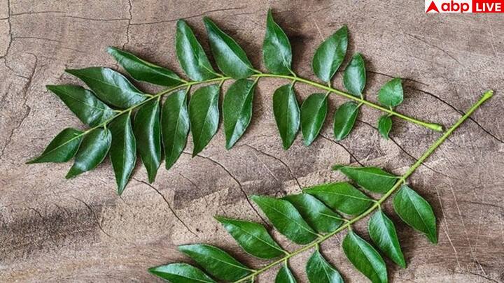 करी पत्ते कोलेस्ट्रॉल और ट्राइग्लिसराइड्स को कम करने में मददगार होते हैं. इनमें मौजूद एंटीऑक्सीडेंट हार्ट की नसों में सूजन कम करते हैं और हृदय को मजबूत बनाते हैं. नियमित सेवन से लंबे समय तक हार्ट हेल्थ बेहतर बनी रहती है.