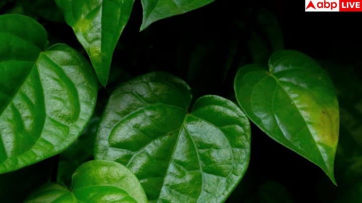 पान ठंडाई बनाना बेहद आसान है. सबसे पहले ठंडाई पाउडर को पानी में भिगोकर थोड़ी देर रख दें. फिर पान के पत्तों को धोकर साफ करें. अब भिगोया हुआ ठंडाई मिक्सचर, पान के पत्ते और दूध या पानी को ब्लेंडर में डालकर अच्छे से ब्लेंड कर लें. इसे गिलास में डालकर आइस क्यूब्स के साथ ठंडा-ठंडा परोसें.