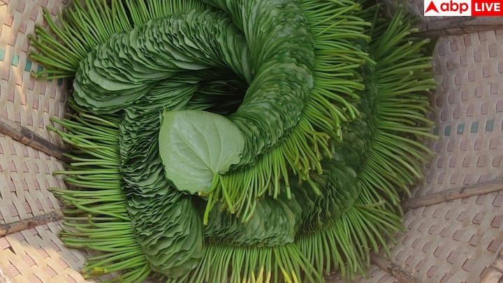 पान के पत्तों में ऐसे प्राकृतिक एंटीमाइक्रोबियल तत्व पाए जाते हैं जो मुंह में मौजूद बैक्टीरिया से लड़ते हैं. खाने के बाद पान चबाने से न सिर्फ पाचन बेहतर होता है बल्कि बदबूदार सांस और ओरल हेल्थ की समस्याओं से भी राहत मिलती है.