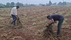 ખેડૂતો ધ્યાન આપો! 1 નવેમ્બર સુધી વરસાદની આગાહી, પાક બચાવવા માટે ખેતી નિયામકની કચેરીએ જારી કરી ખાસ ગાઈડલાઈન